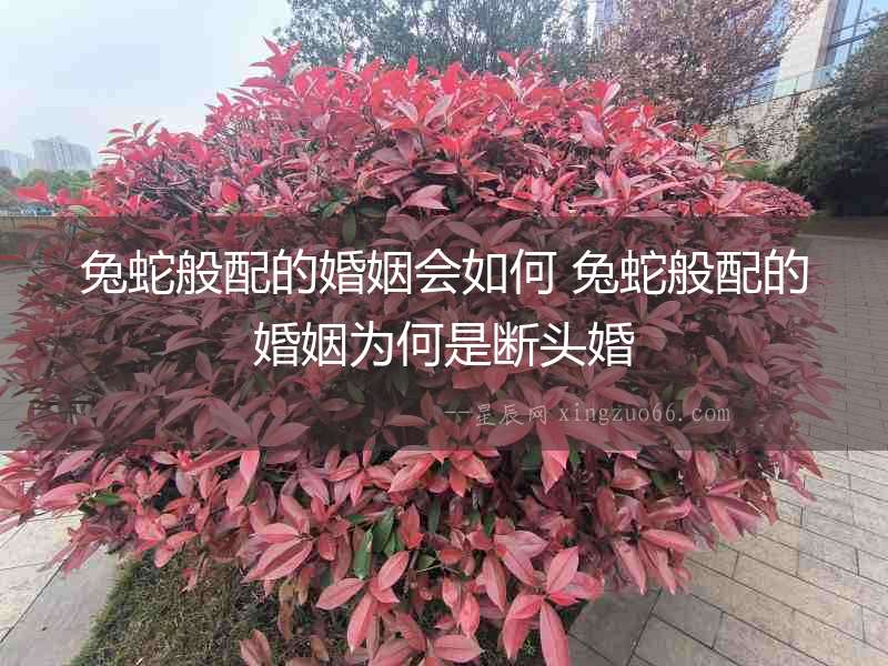 兔蛇般配的婚姻會如何 兔蛇般配的婚姻為何是斷頭婚