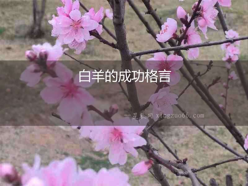 白羊的成功格言