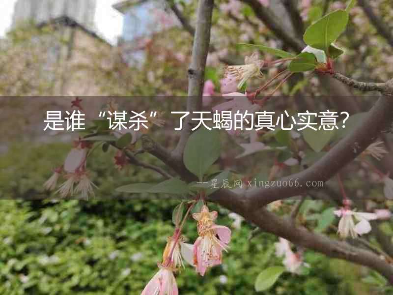 是誰“謀殺”了天蝎的真心實意？