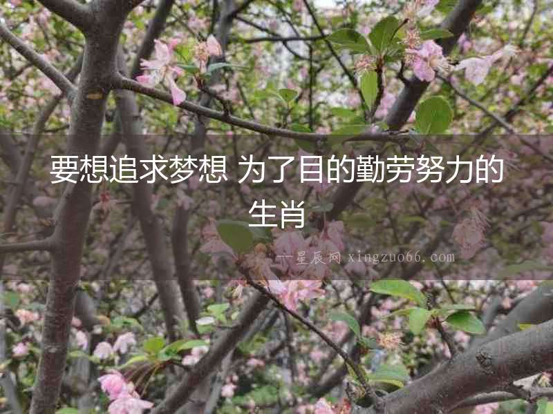 要想追求夢想 為了目的勤勞努力的生肖