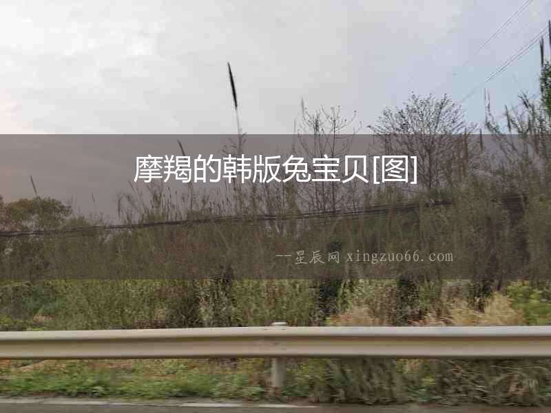 摩羯的韓版兔寶貝[圖]