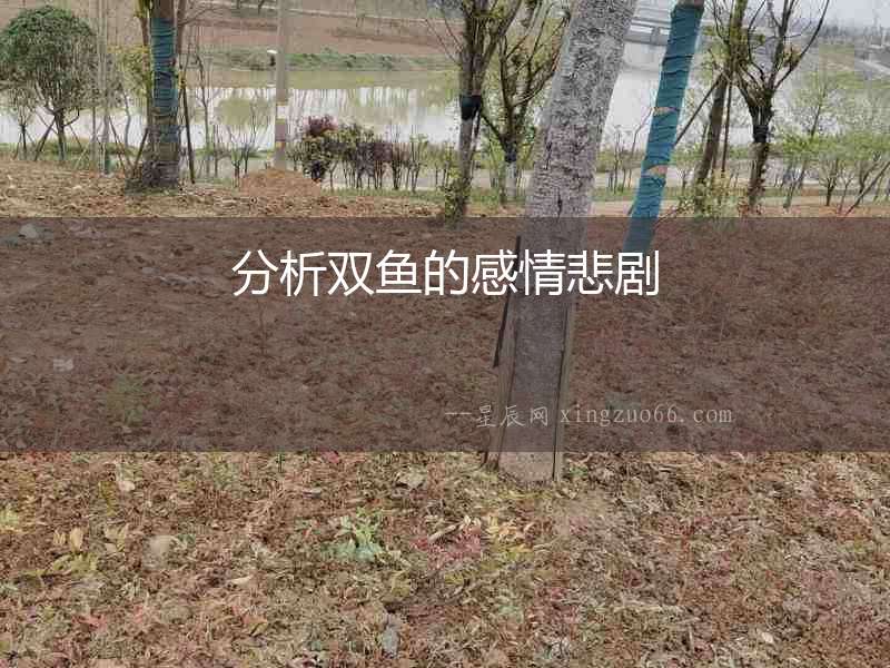 分析雙魚的感情悲劇