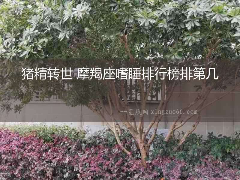 豬精轉世 摩羯座嗜睡排行榜排第幾