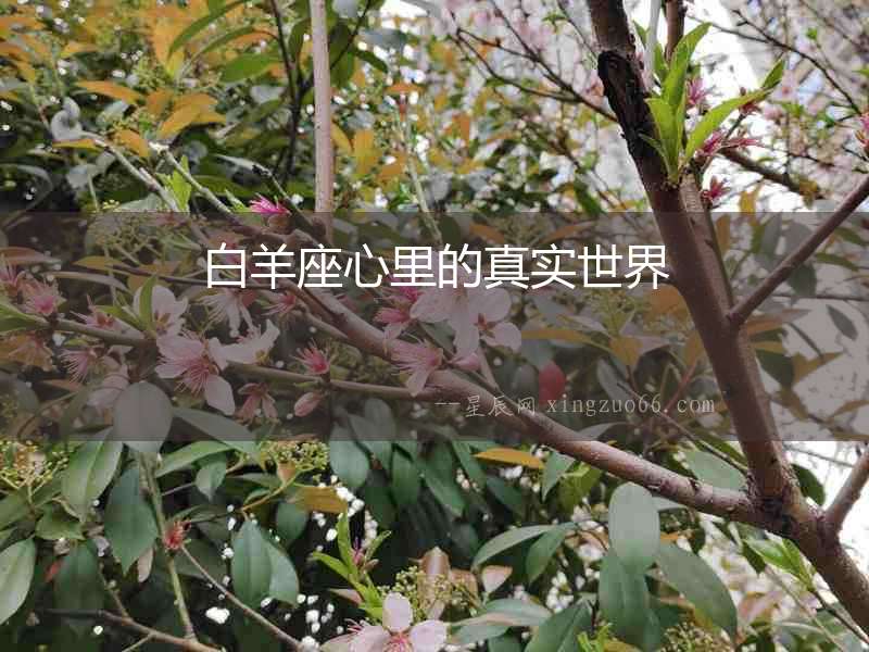 白羊座心里的真實世界