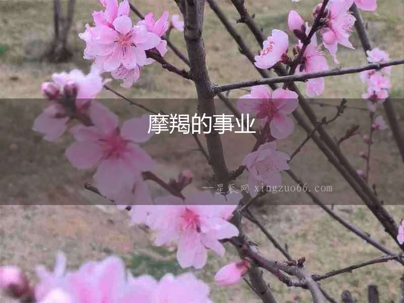 摩羯的事業