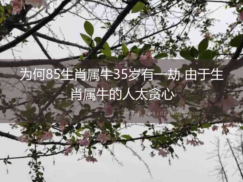 為何85生肖屬牛35歲有一劫 由于生肖屬牛的人太貪心