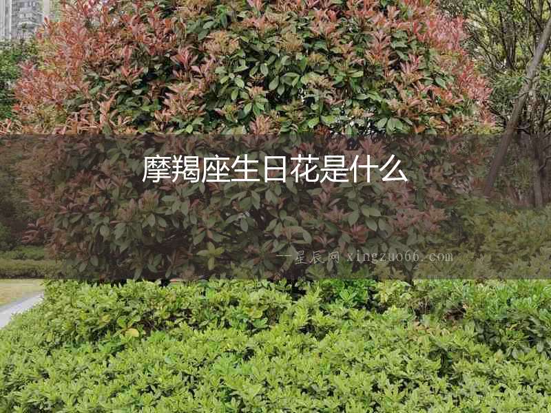 摩羯座生日花是什么