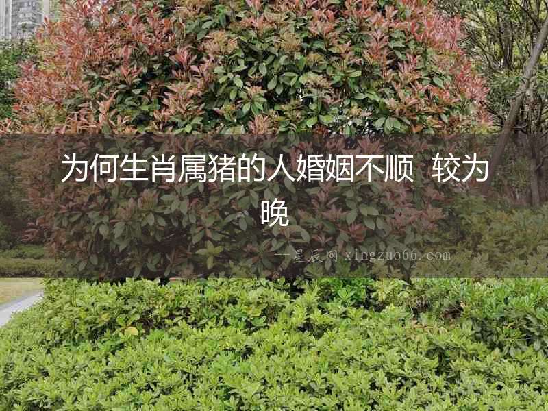 為何生肖屬豬的人婚姻不順  較為晚