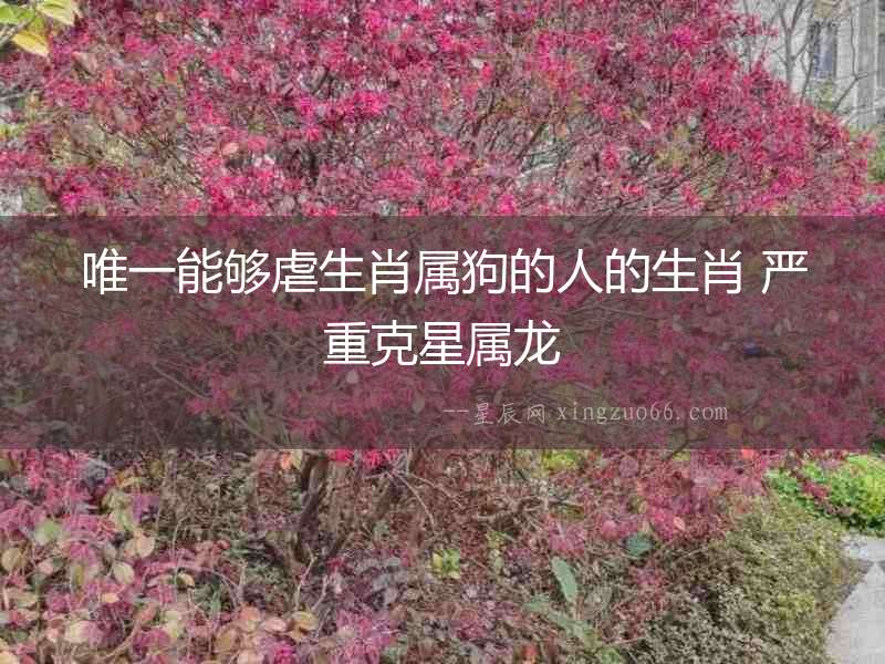 唯一能夠虐生肖屬狗的人的生肖 嚴重克星屬龍