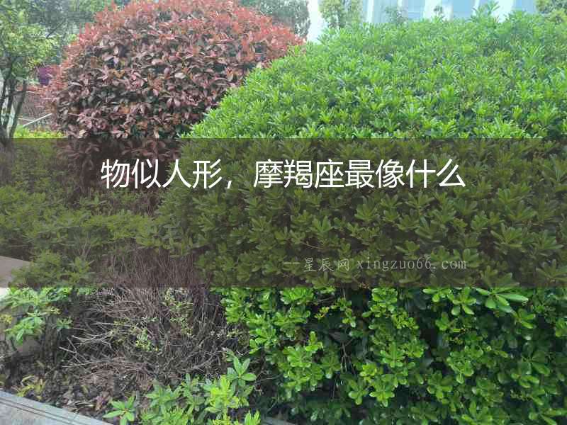 物似人形，摩羯座最像什么