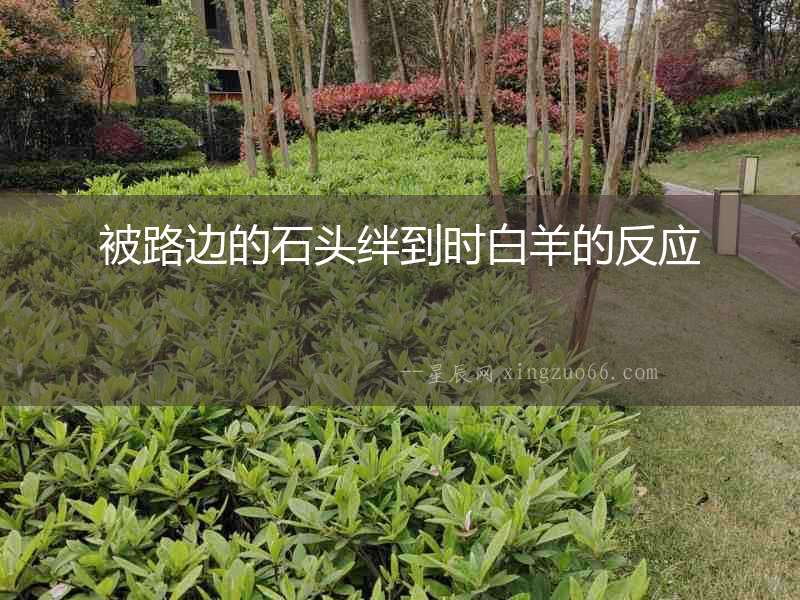 被路邊的石頭絆到時白羊的反應