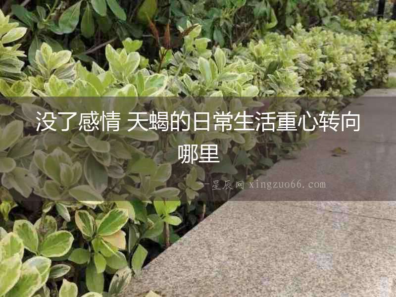 沒了感情 天蝎的日常生活重心轉(zhuǎn)向哪里