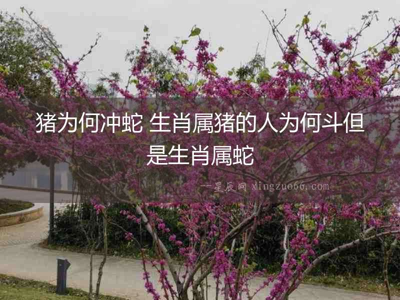 豬為何沖蛇 生肖屬豬的人為何斗但是生肖屬蛇