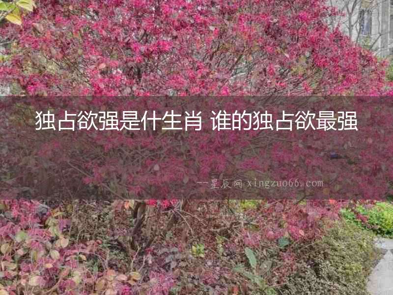獨占欲強是什生肖 誰的獨占欲最強