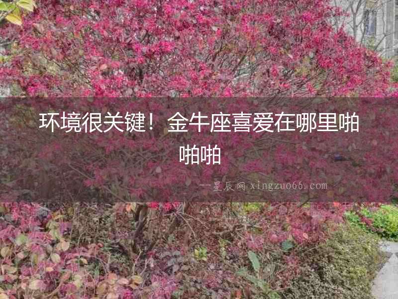 環境很關鍵！金牛座喜愛在哪里啪啪啪