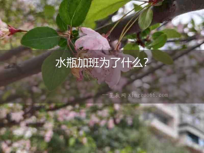 水瓶加班為了什么？