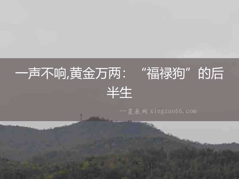 一聲不響,黃金萬兩：“福祿狗”的后半生