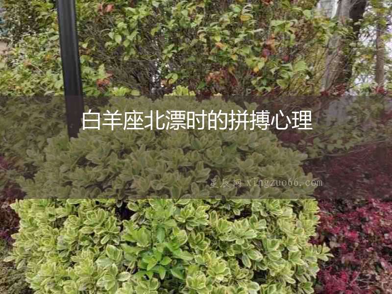 白羊座北漂時的拼搏心理