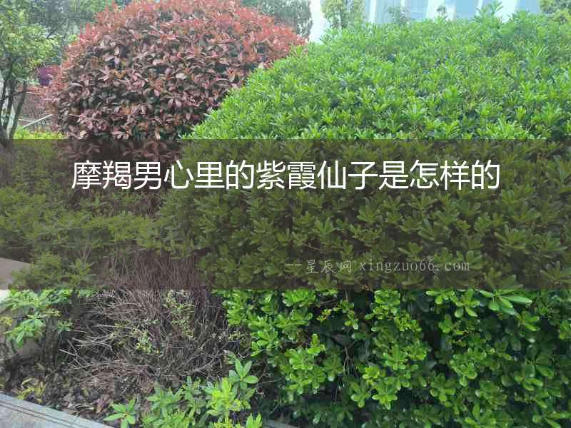 摩羯男心里的紫霞仙子是怎樣的