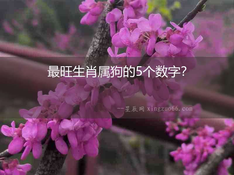最旺生肖屬狗的5個數字？