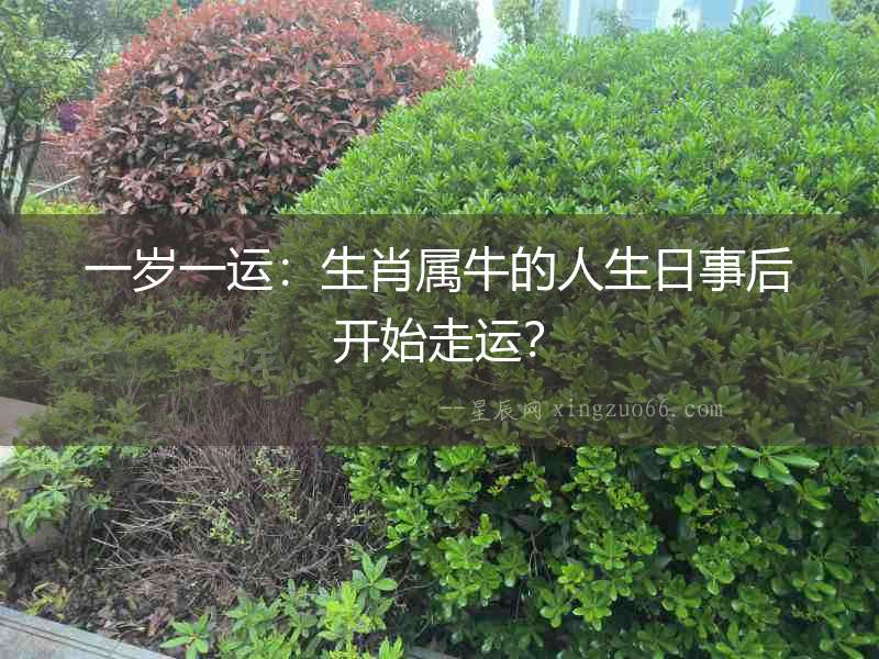 一歲一運(yùn)：生肖屬牛的人生日事后開始走運(yùn)？
