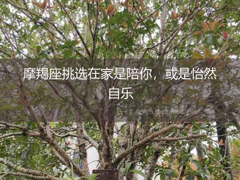 摩羯座挑選在家是陪你，或是怡然自樂