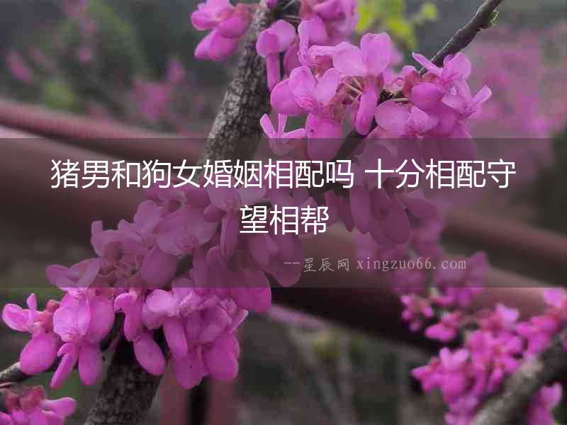 豬男和狗女婚姻相配嗎 十分相配守望相幫