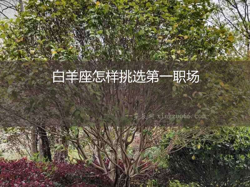 白羊座怎樣挑選第一職場