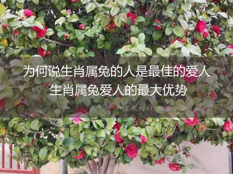 為何說生肖屬兔的人是最佳的愛人 生肖屬兔愛人的最大優(yōu)勢
