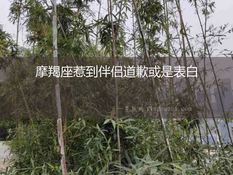 摩羯座惹到伴侶道歉或是表白