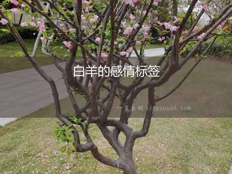 白羊的感情標簽　