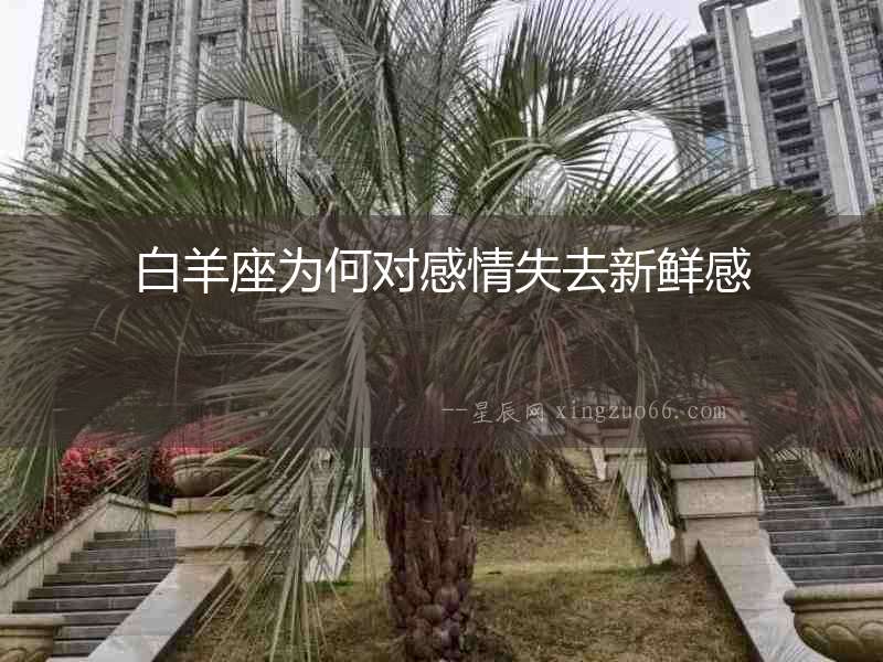 白羊座為何對感情失去新鮮感