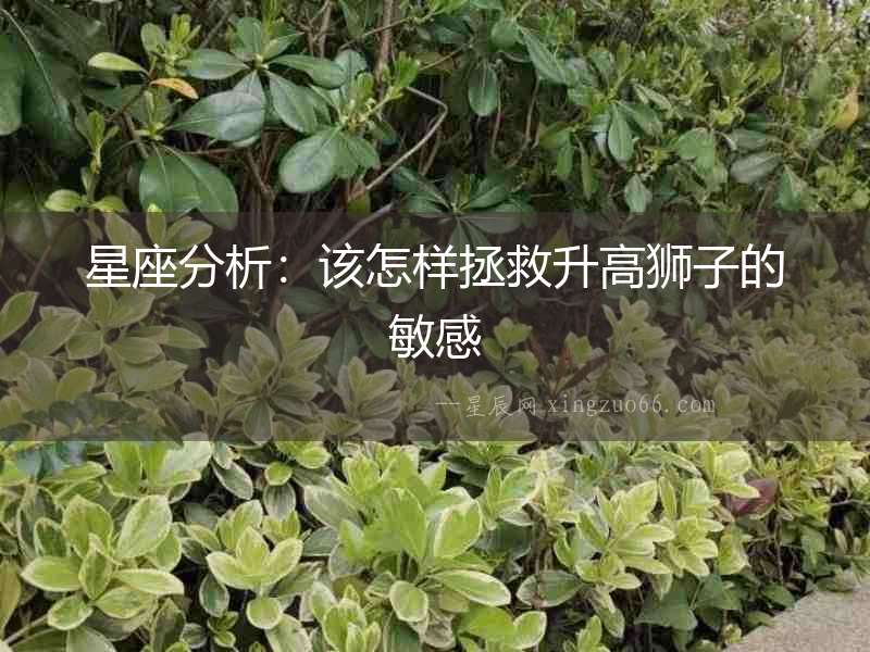 星座分析：該怎樣拯救升高獅子的敏感