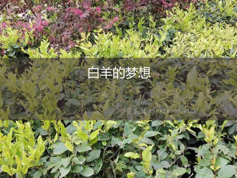 白羊的夢(mèng)想