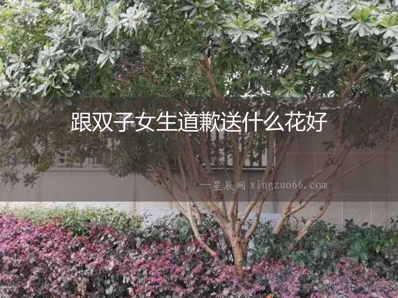 跟雙子女生道歉送什么花好
