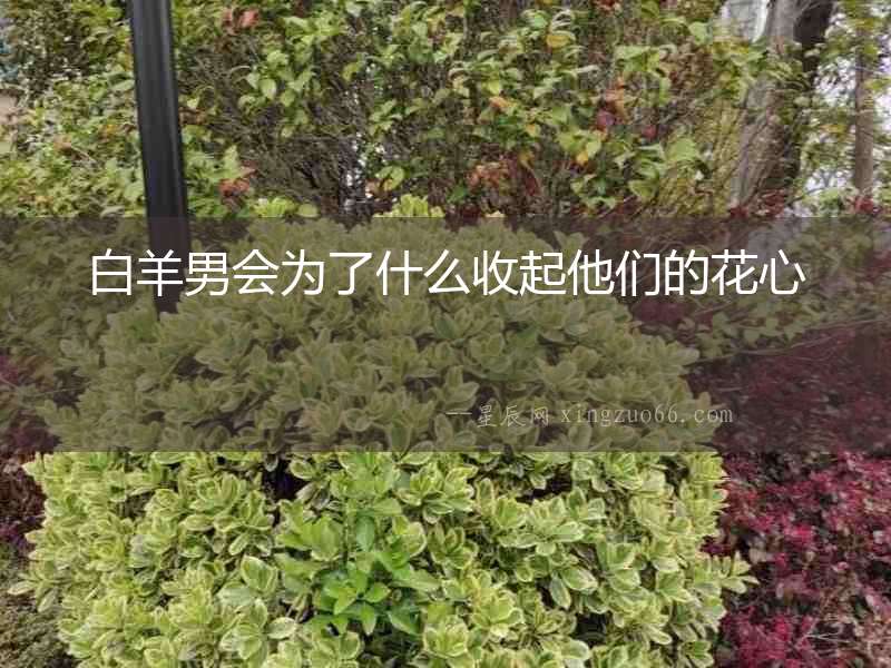 白羊男會為了什么收起他們的花心