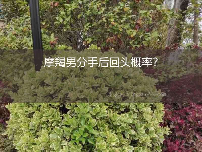 摩羯男分手后回頭概率？