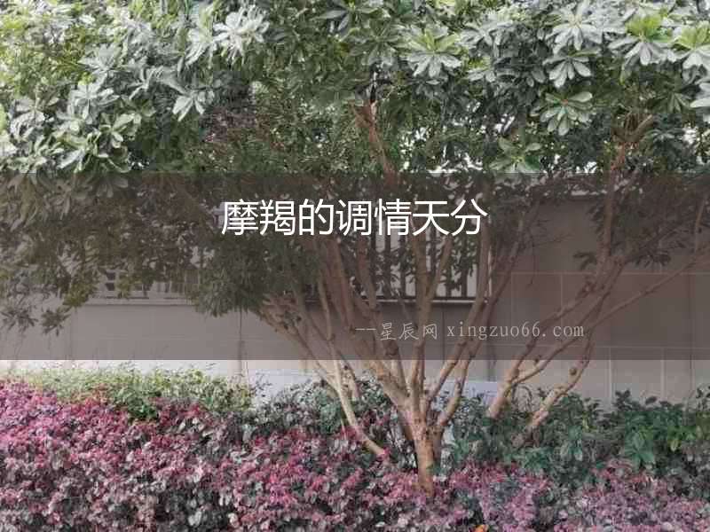 摩羯的調情天分