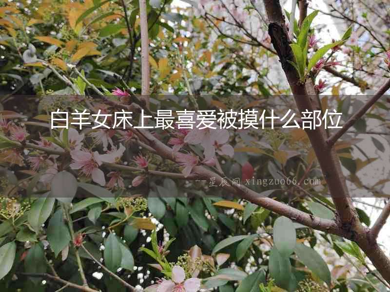 白羊女床上最喜愛被摸什么部位