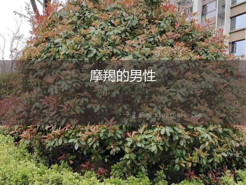摩羯的男性