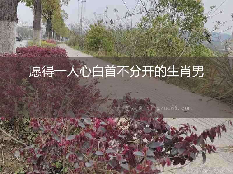愿得一人心白首不分開的生肖男