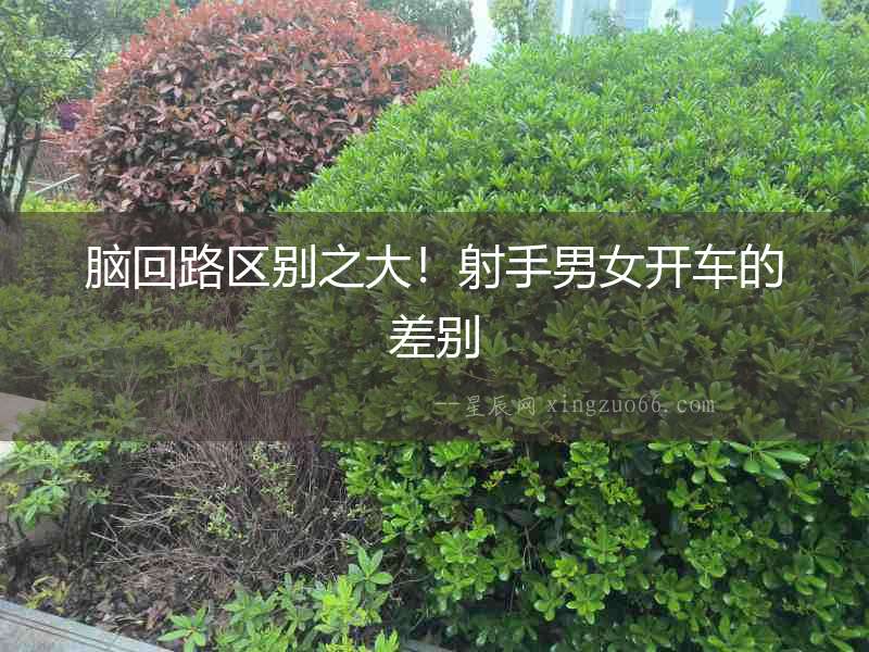 腦回路區別之大！射手男女開車的差別