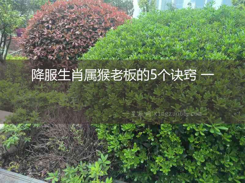 降服生肖屬猴老板的5個訣竅 一