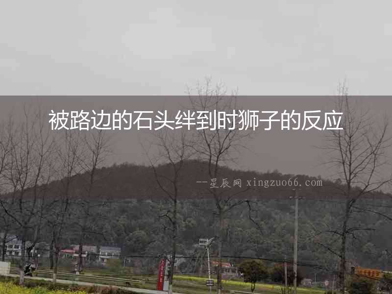 被路邊的石頭絆到時(shí)獅子的反應(yīng)