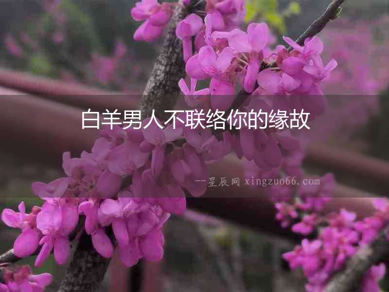 白羊男人不聯絡你的緣故