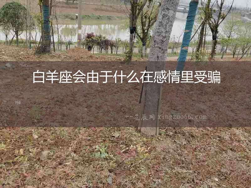 白羊座會由于什么在感情里受騙