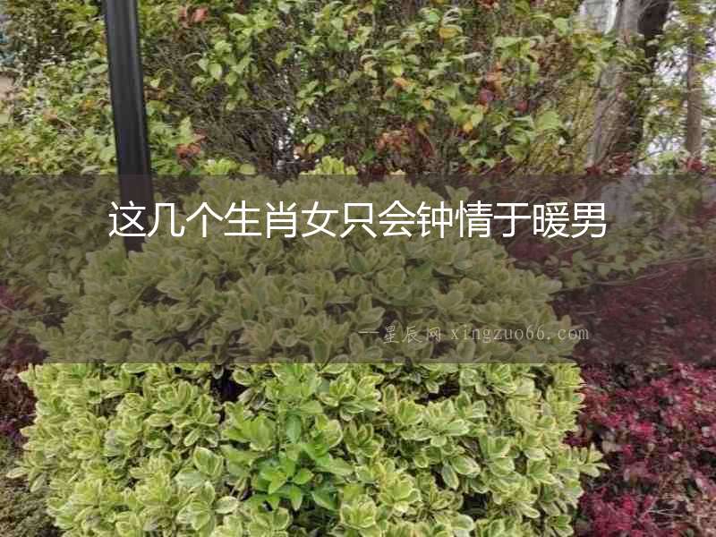 這幾個生肖女只會鐘情于暖男