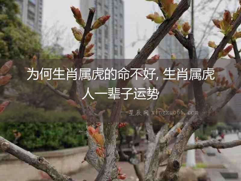 為何生肖屬虎的命不好, 生肖屬虎人一輩子運(yùn)勢(shì)