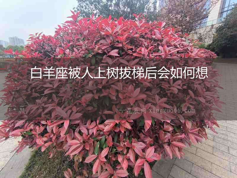 白羊座被人上樹拔梯后會如何想