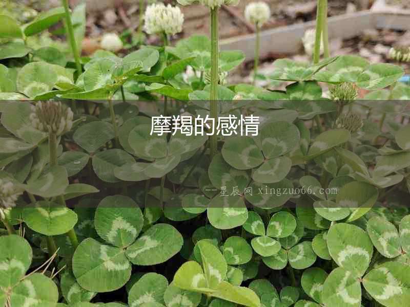 摩羯的感情